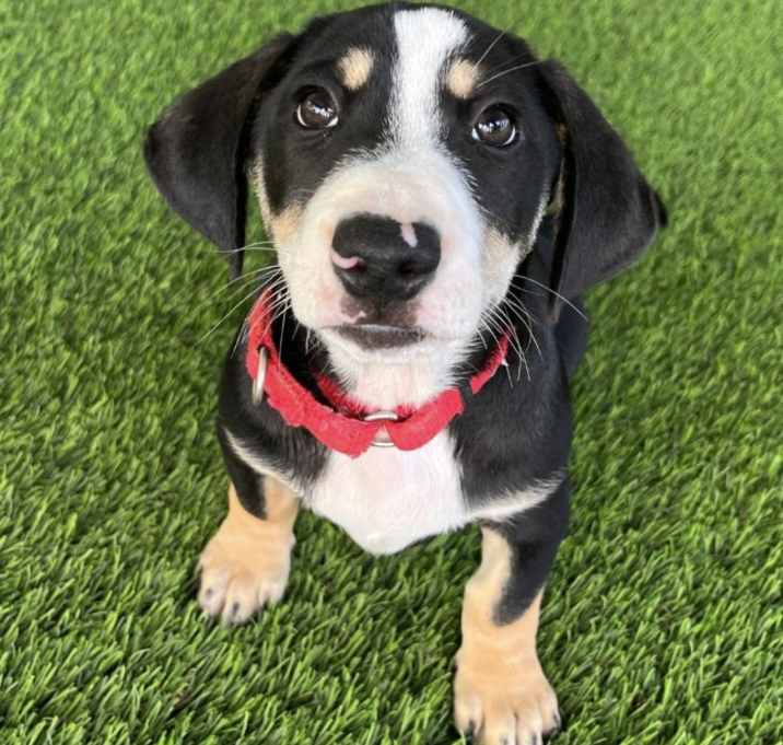 Photo of George Russell