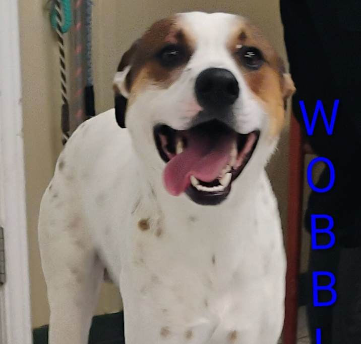 Photo of WOBBLES