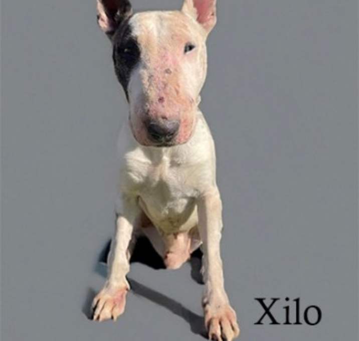 Photo of Xilo