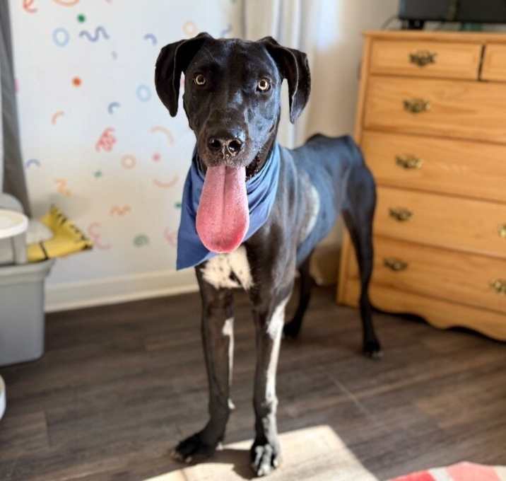 Photo of Baloo Big Hearted Goofy Boy