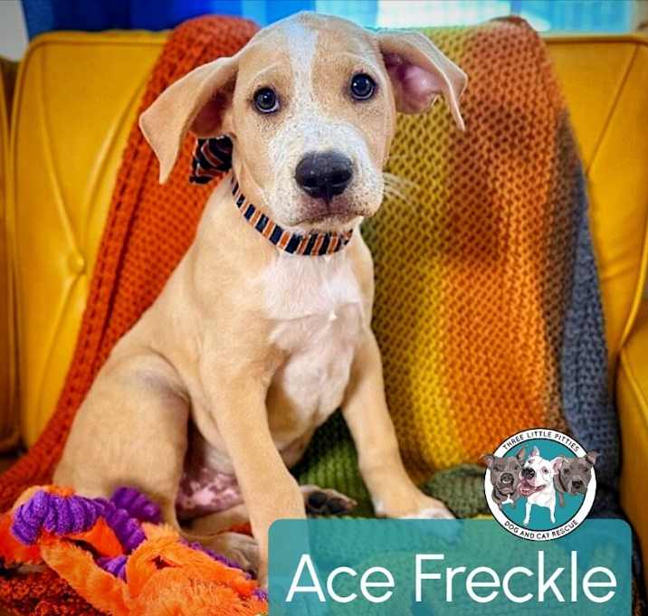 Photo of Ace Freckle Face