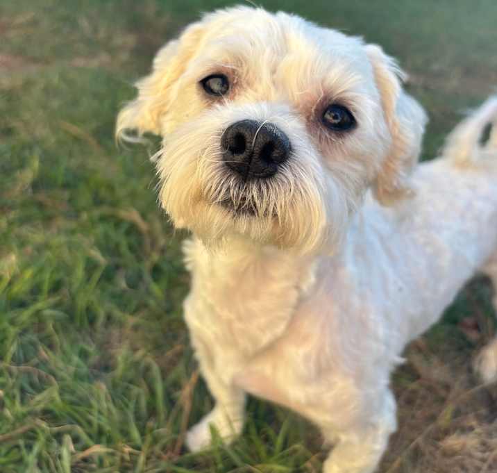 Photo of Snoopy Wiggleton