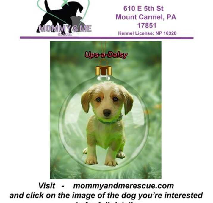 Photo of Ups-a-Daisy