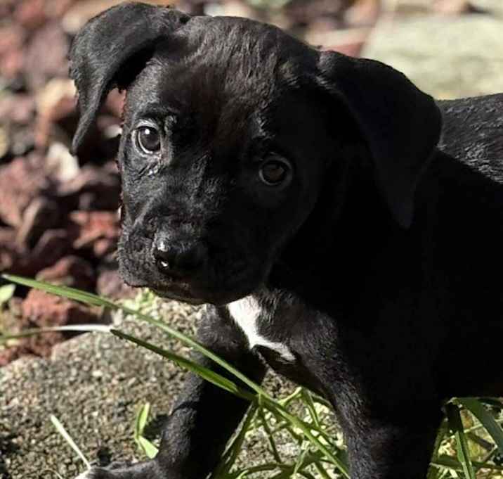 Photo of Apple Cobbler, an Apple Pup