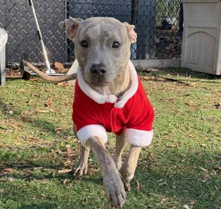 Photo of *BELLA SWAN