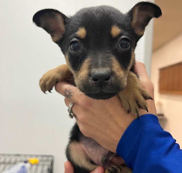 Photo of General Jackson