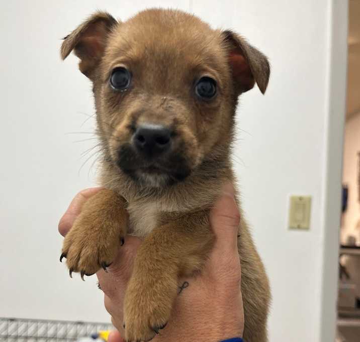 Photo of General Forrest