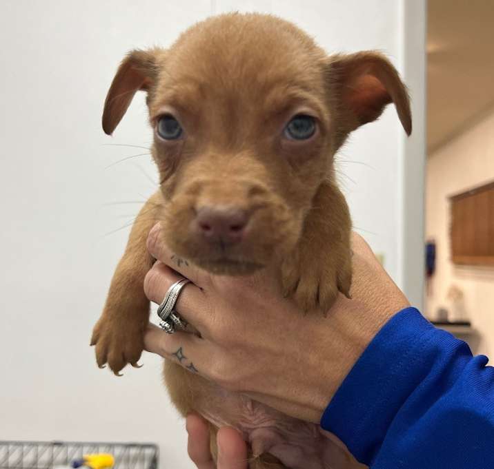 Photo of General Bragg