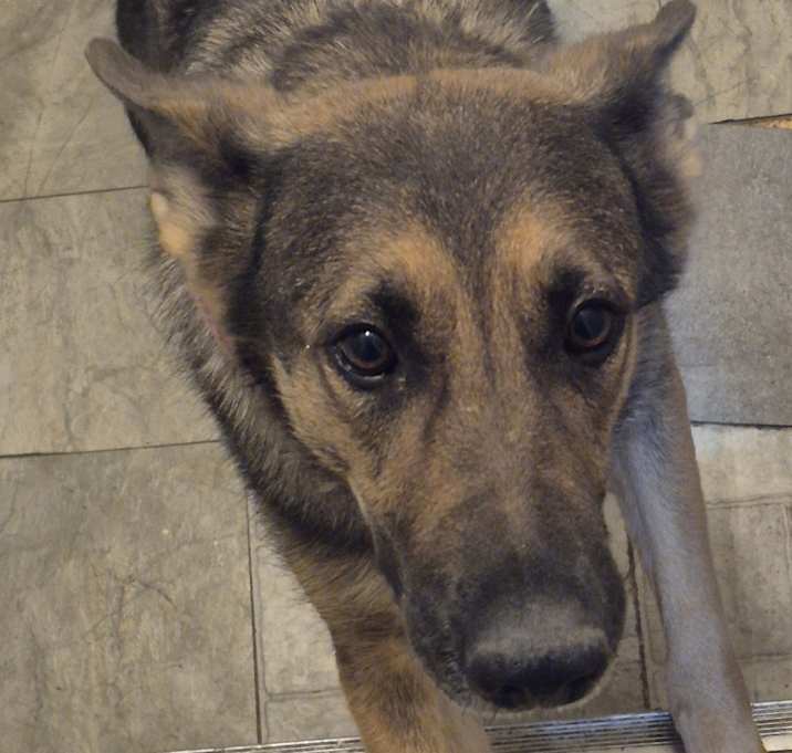 Photo of SARAIBI/FIFI