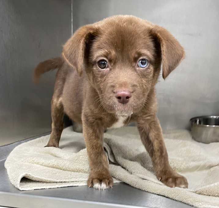 Photo of Ghirardelli Aka Gia 