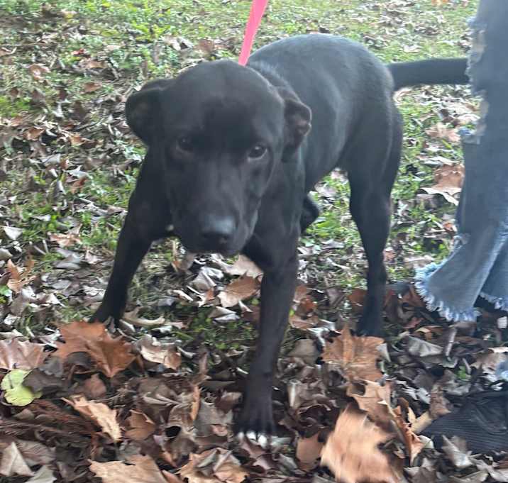 Photo of Lover Boy "Bear"