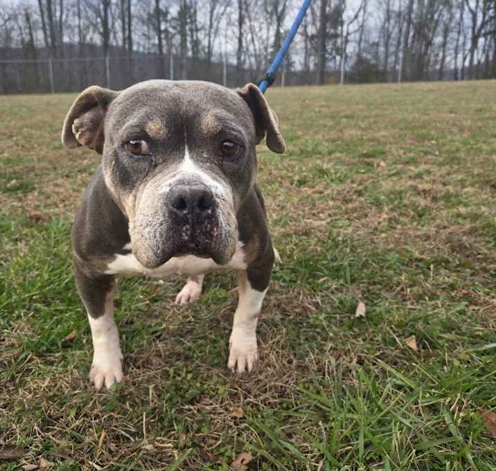 Photo of Jedi-Adoptable Awaiting S/N