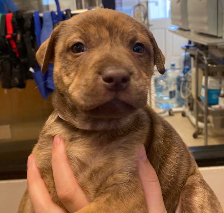 Photo of Chestnut Praline