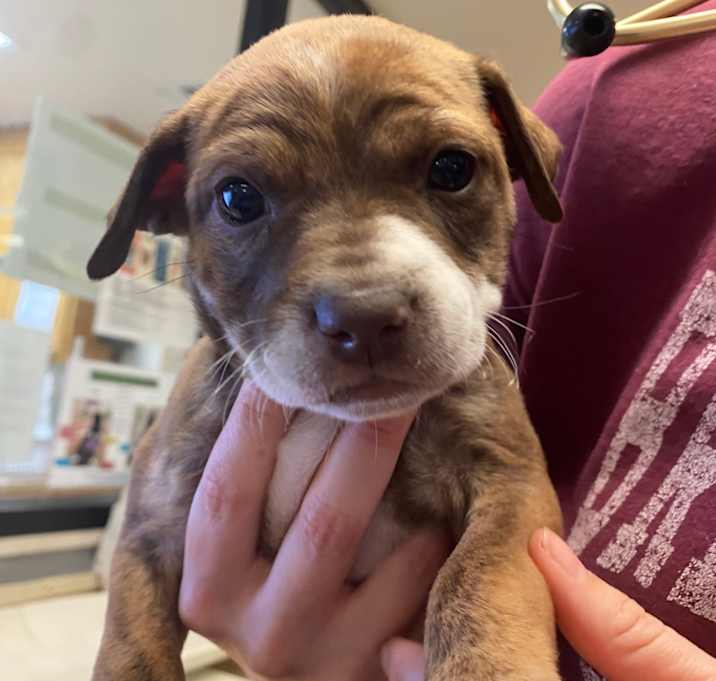 Photo of Butter Eggnog