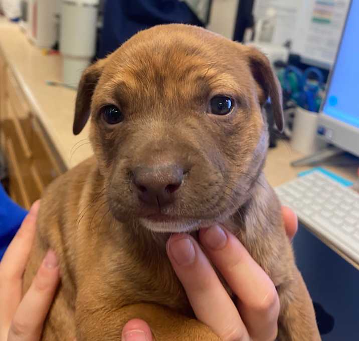 Photo of Peppermint Mocha