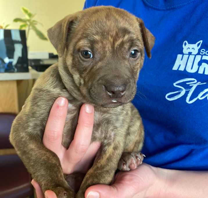 Photo of Gingerbread Chai