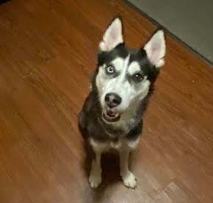 Photo of Aurora - Playful & Sweet! Good w/ Dogs & Cats!