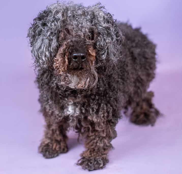 Photo of Kobilicious