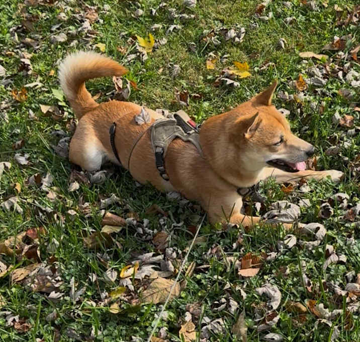 Photo of Kip -- Courtesy Post