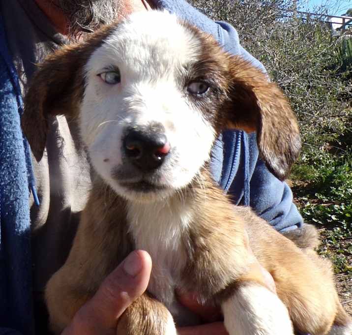 Photo of AUSSIE MIX PUPS C