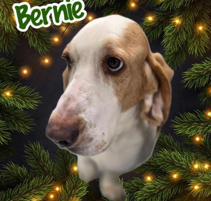 Photo of Bernie