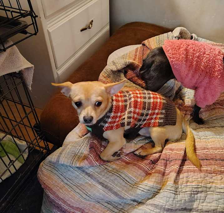 Photo of Courtesy Post - Bruno