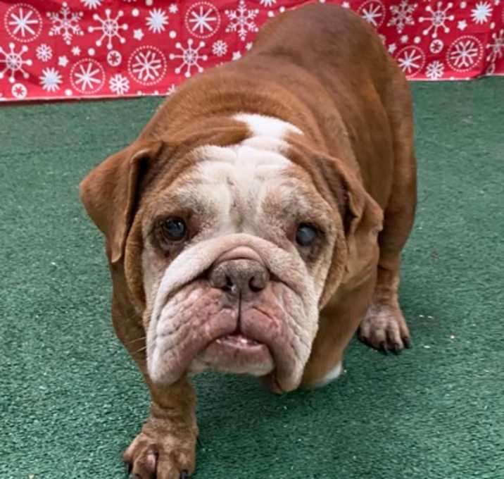 Photo of Jingle Bells DIRK 12/16/25