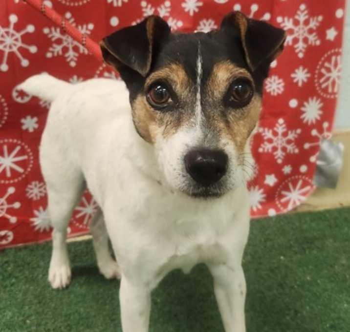 Photo of Russet DIRI 12/16/25