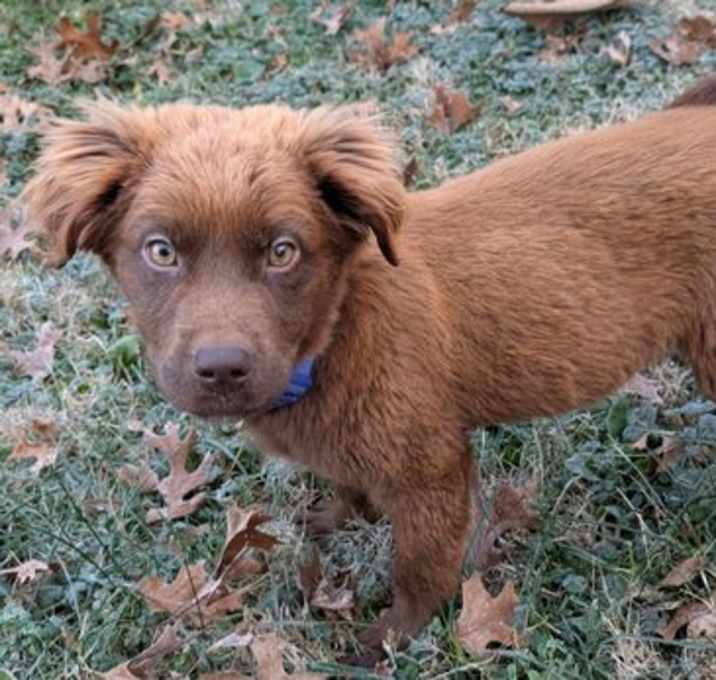 Photo of PUPPY BOONE