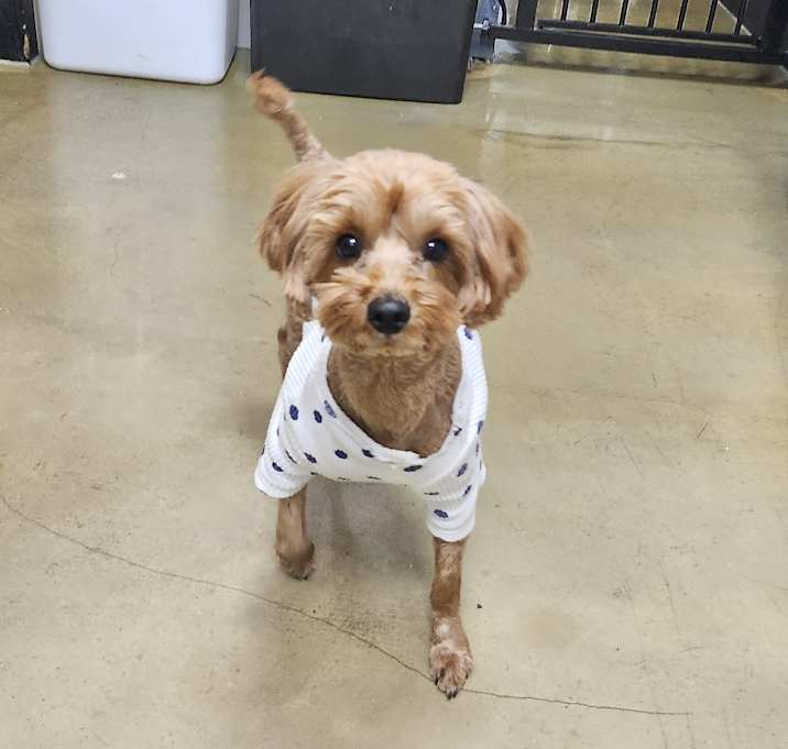 Photo of Aladdin (H)