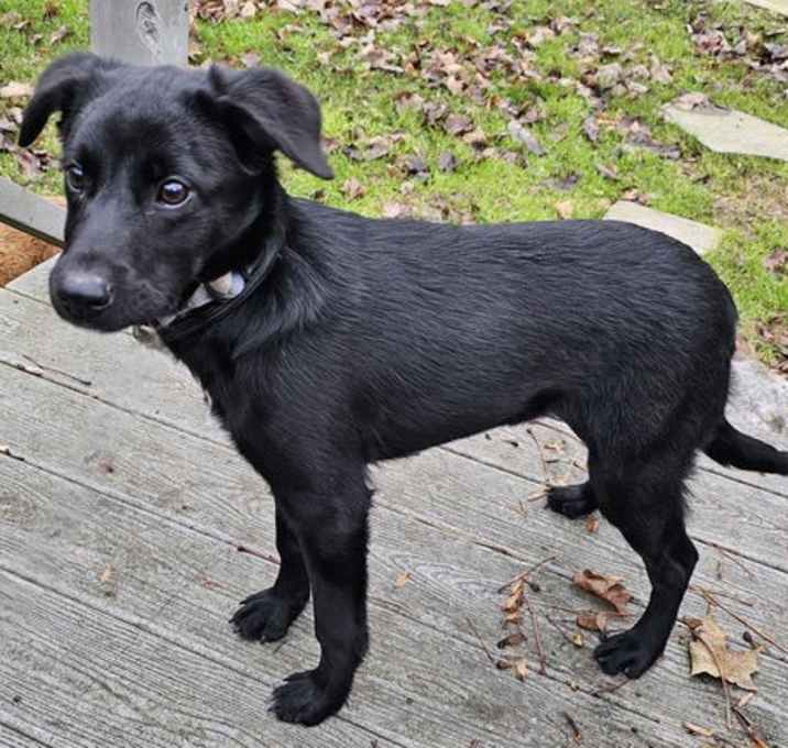 Photo of PUPPY BLAIR