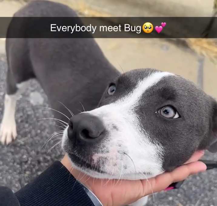 Photo of Bug