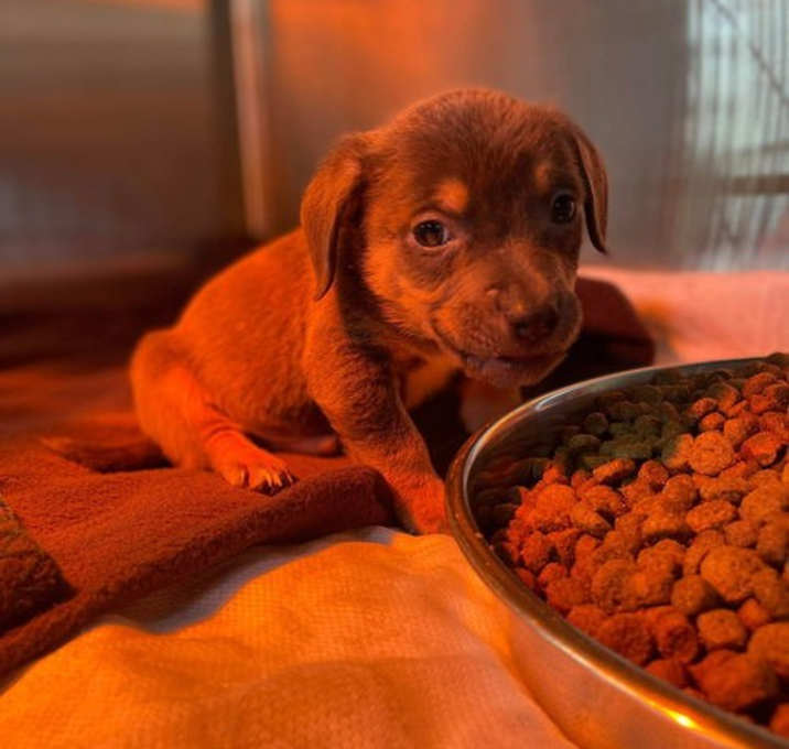 Photo of Jade pup - Prancer