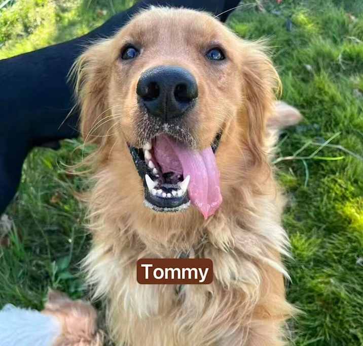Photo of Tommy