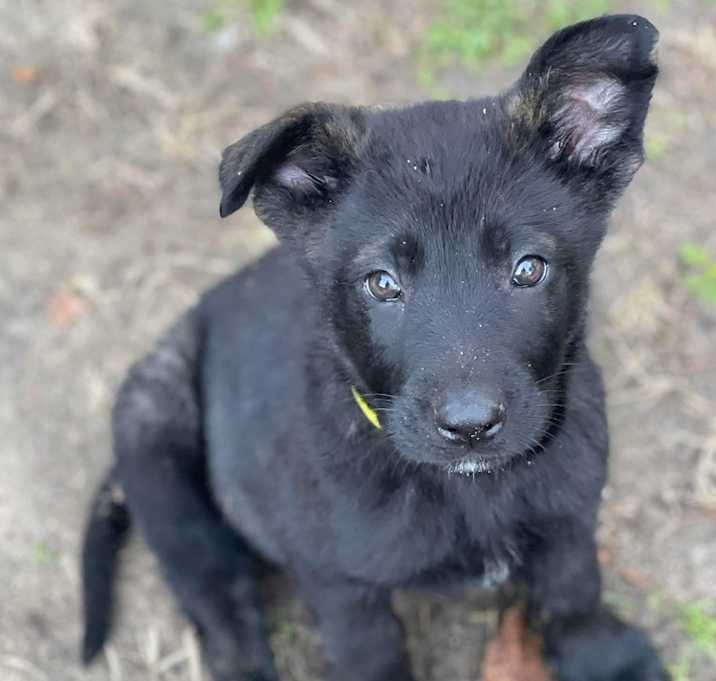 Photo of Snuggles (Winter Litter)