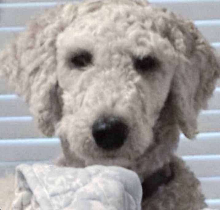 Photo of Brayleigh PKA Teddy