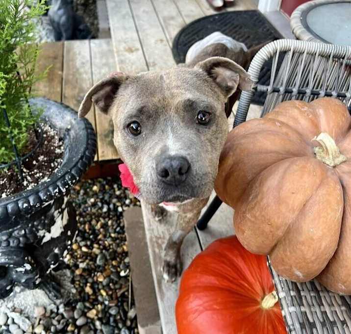 Photo of Mochi - AVAILABLE