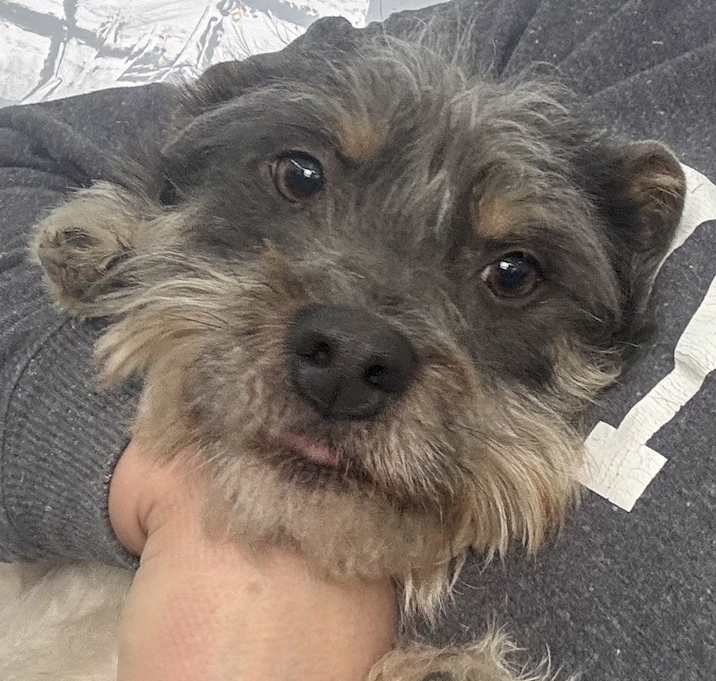 Photo of Scruffy Scottie