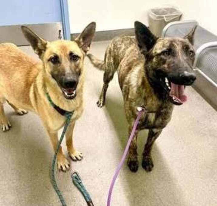 Photo of Bam Bam - located in AZ