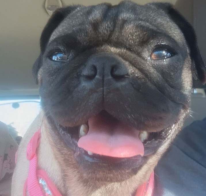 Photo of Oliver (pending adoption) ky