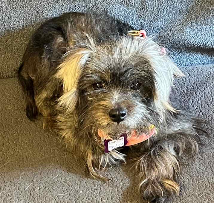 Photo of Pop Art Pauline 13610