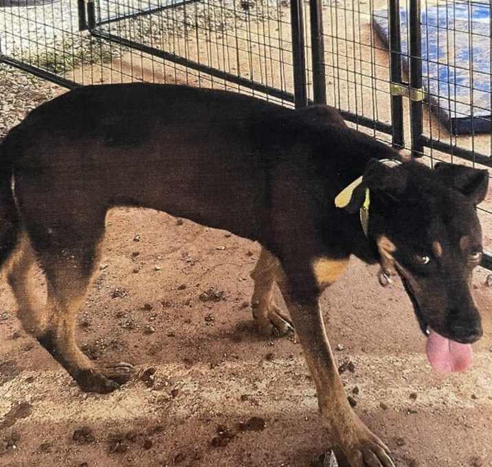 Photo of 052458 - Jada