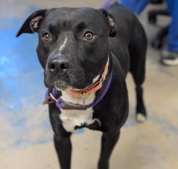 Photo of STRAY/N IRVING PARK AVE Avail