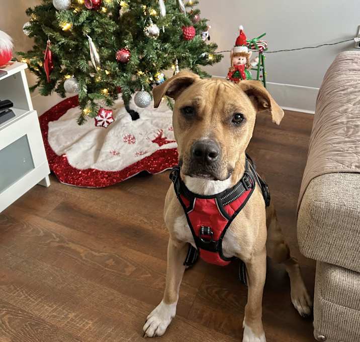 Photo of Daisy in CT