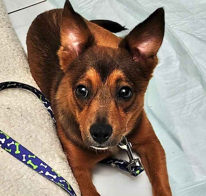 Photo of Pope Anthony