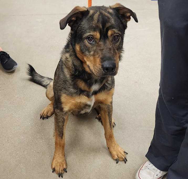 Photo of YORK-Stray-14569