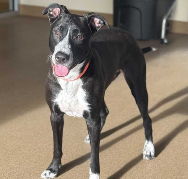 Photo of Queenie - Call (402) 473-5377 To Meet Me!