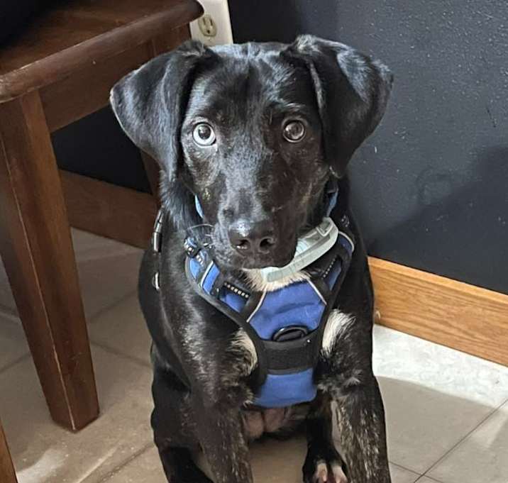 Photo of Seline $475