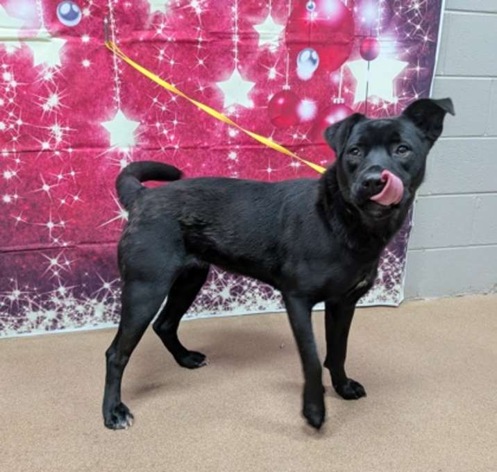 Photo of Candy Cane*