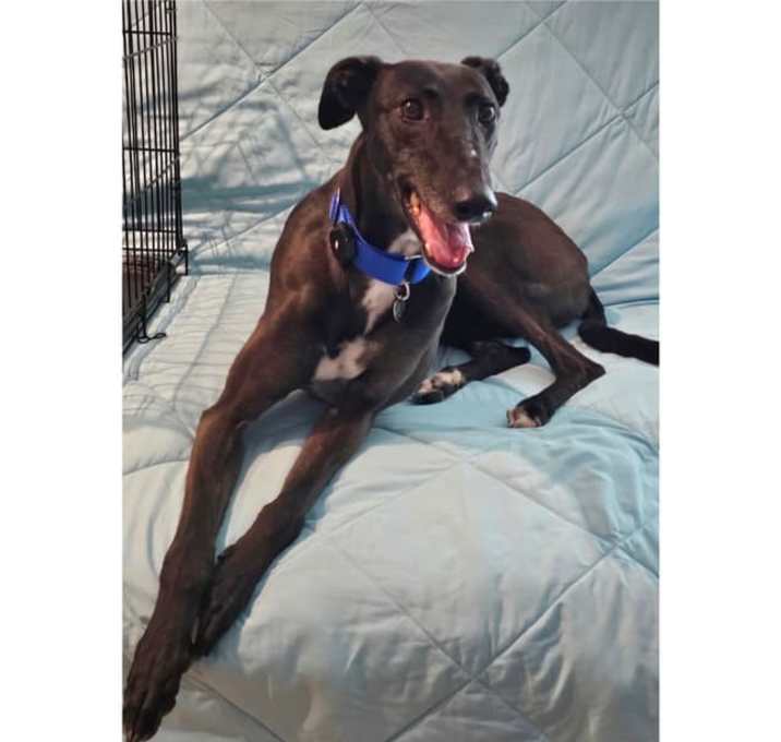 Photo of Sadie the Goat (Sadie)